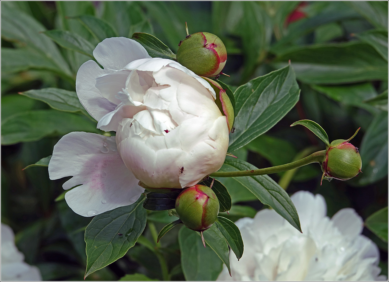 Изображение особи Paeonia lactiflora.