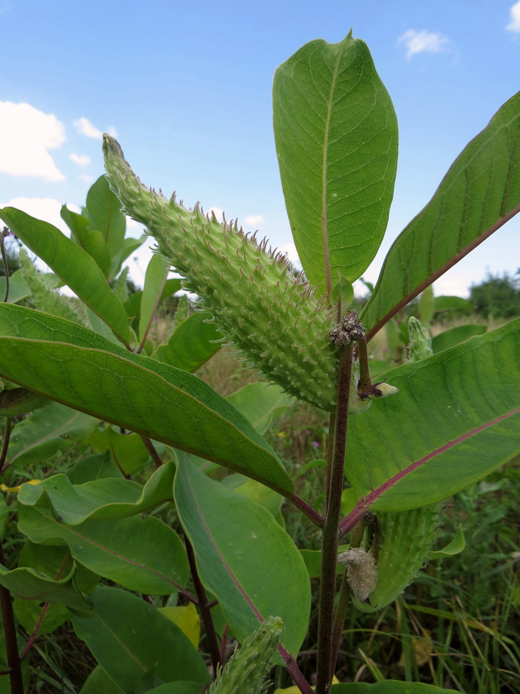 Image of Asclepias syriaca specimen.