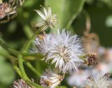 Senecio angulatus. Соплодие. Испания, автономное сообщество Каталония, провинция Жирона, комарка Баш Эмпорда, муниципалитет Калонже, пустырь между двух улиц и ограждением частного дома, заросли экзотической растительности на месте многолетней стихийной свалки растительных отходов из близлежащих садов. 12.01.2025.