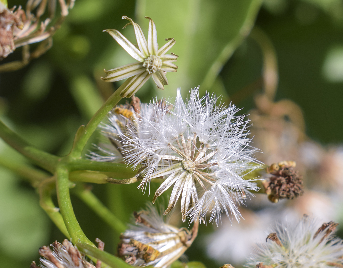 Image of Senecio angulatus specimen.