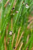 Juncus beringensis. Верхушки побегов с цветками в каплях тумана. Камчатский край, Елизовский р-н, окр. Мутновской ГеоЭС, каменистая россыпь на берегу притока р. Фальшивая. 10.08.2024.