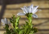 Leucanthemum paludosum. Верхушка побега с соцветием и листья (видна абаксиальная поверхность). Испания, автономное сообщество Каталония, пров. Жирона, комарка Баш Эмпорда, муниципалитет Калонже, заросший сорными травами бордюр вдоль тротура. 30.01.2025.