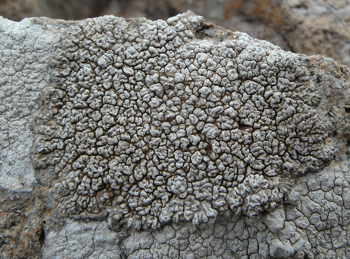 Image of genus Circinaria specimen.