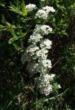Смотреть изображение Spiraea × cinerea