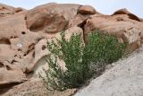 View full-size image Zygophyllum gontscharovii