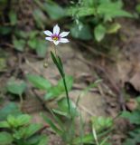 View full-size image Sisyrinchium rosulatum