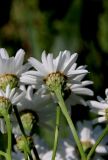 Смотреть изображение Pyrethrum corymbosum