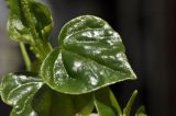 View full-size image Peperomia pellucida