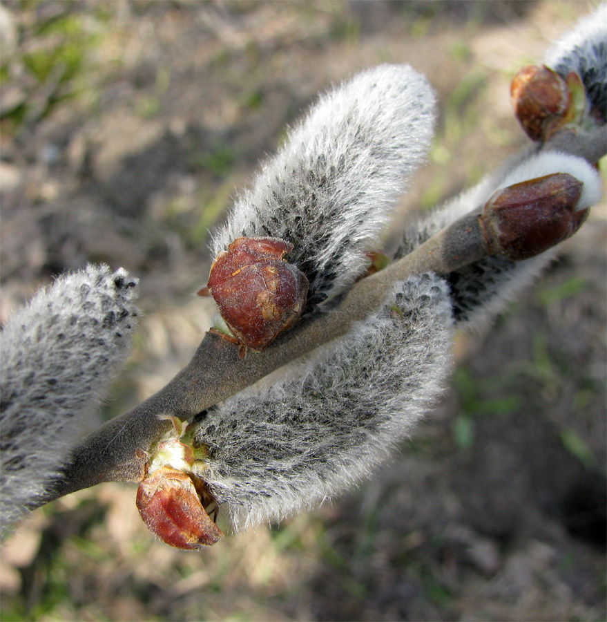 Изображение особи Salix cinerea.