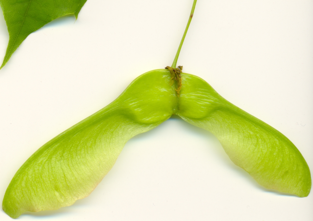 Image of Acer platanoides specimen.