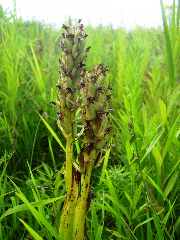 Image of Dactylorhiza incarnata specimen.