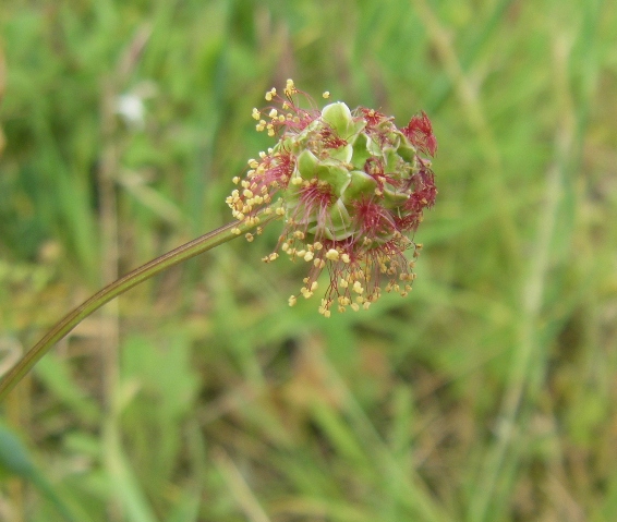 Image of genus Poterium specimen.