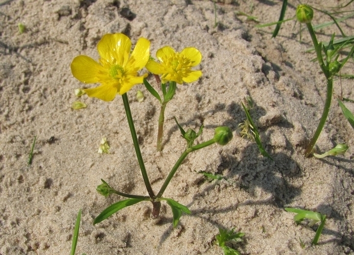 Image of Ranunculus repens specimen.