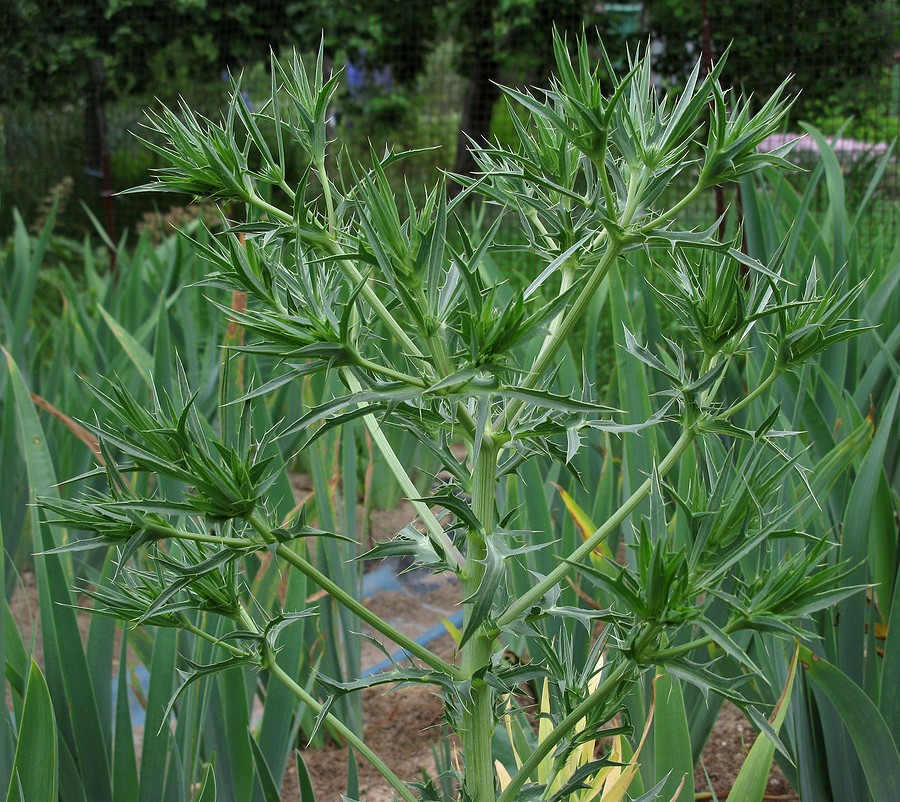 Изображение особи Eryngium campestre.