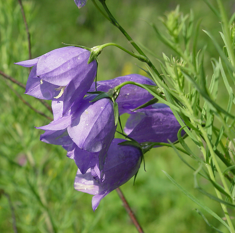 Image of Campanula persicifolia specimen.