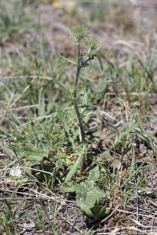 Image of genus Cousinia specimen.