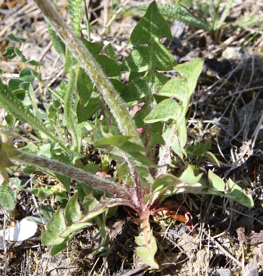 Image of Taraxacum ostenfeldii specimen.