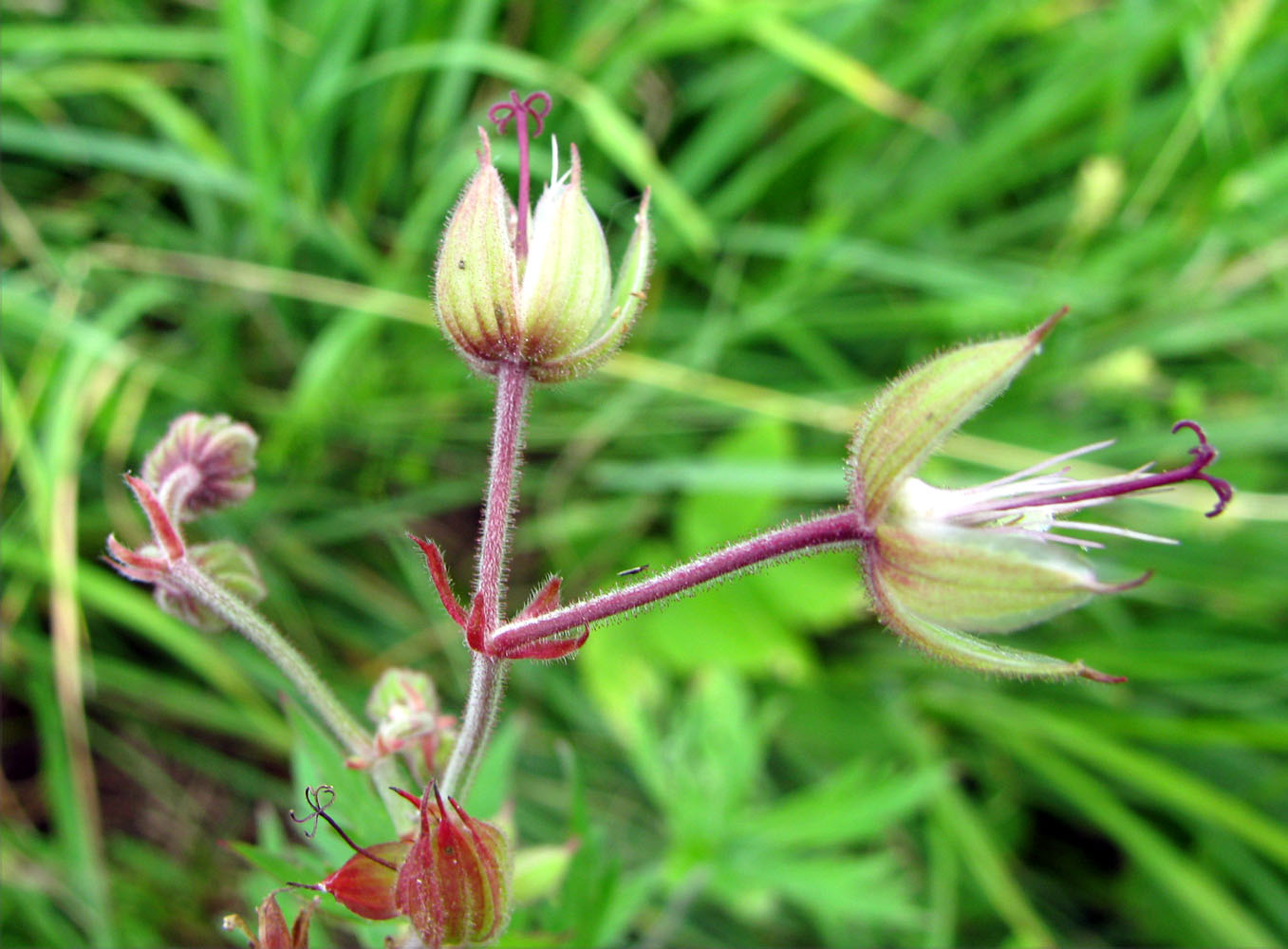 Изображение особи Geranium pratense.