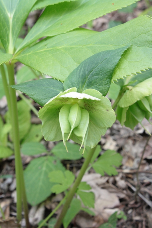 Image of Helleborus caucasicus specimen.