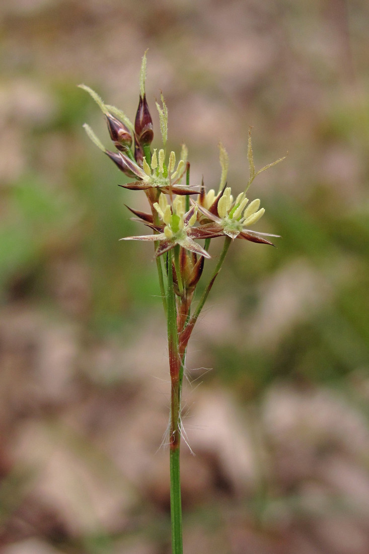 Image of Luzula forsteri specimen.