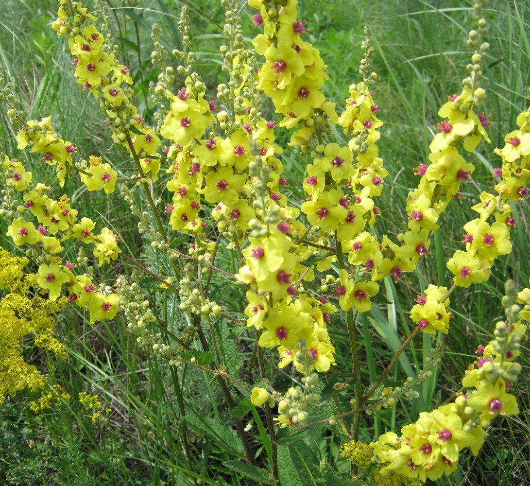 Image of Verbascum marschallianum specimen.