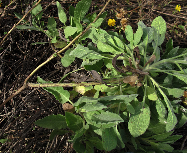 Изображение особи Heterotheca subaxillaris.