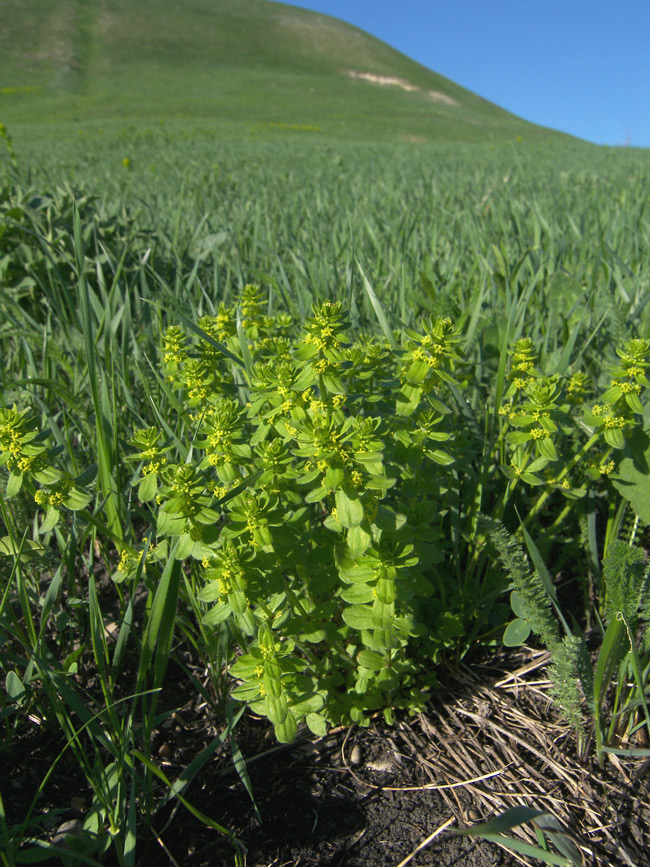 Image of Cruciata laevipes specimen.