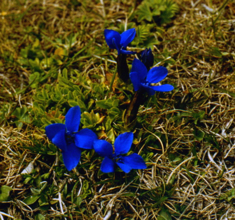 Image of Gentiana angulosa specimen.