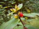 Смотреть изображение Lonicera ferdinandi