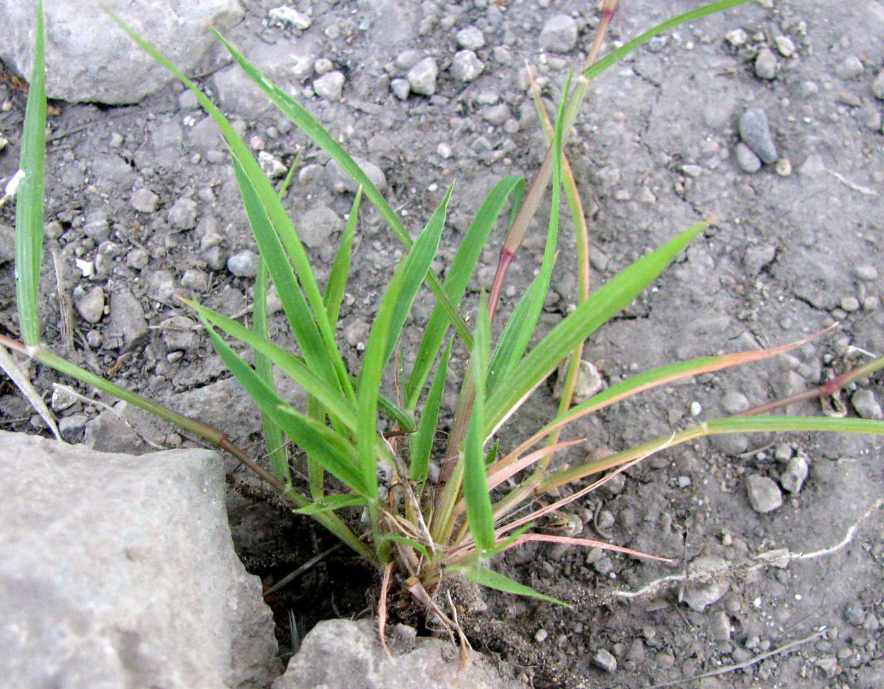 Image of Eragrostis minor specimen.