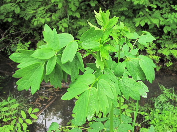 Image of Thalictrum minus specimen.