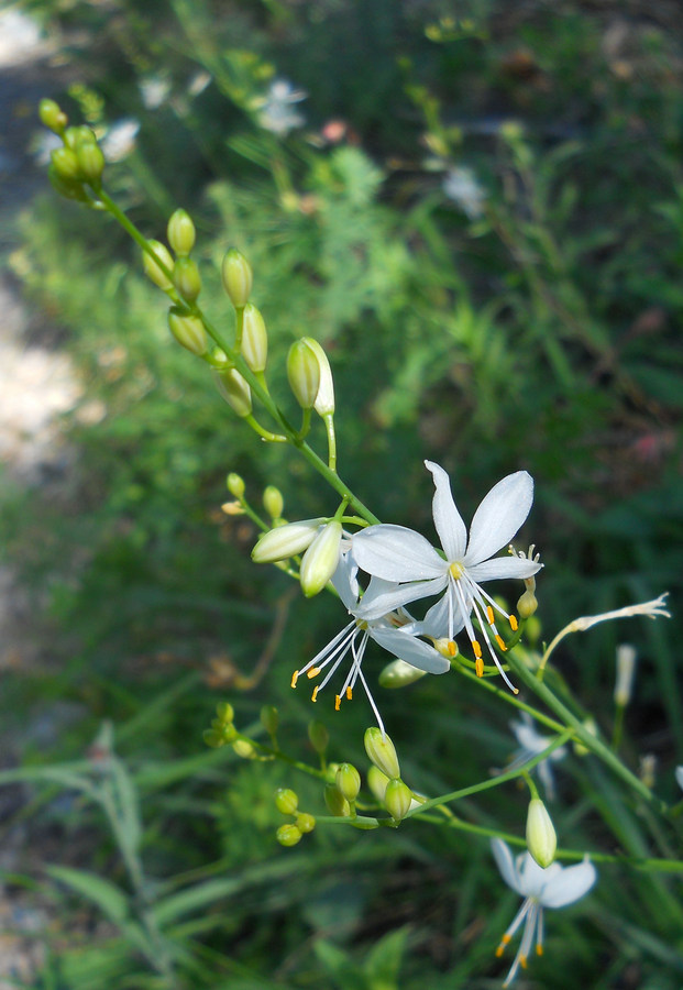 Изображение особи Anthericum ramosum.