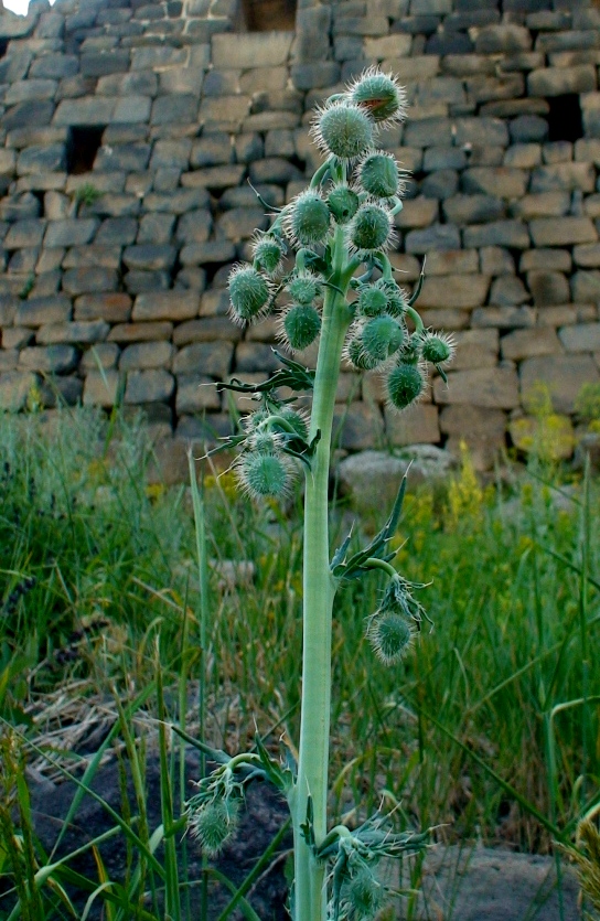 Изображение особи род Papaver.