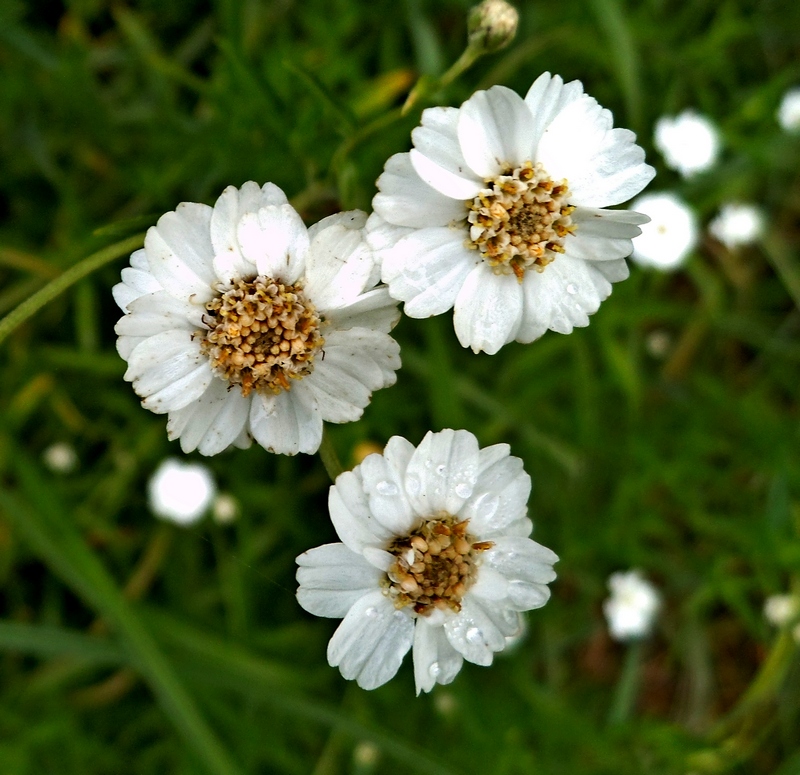 Изображение особи Achillea ptarmica.