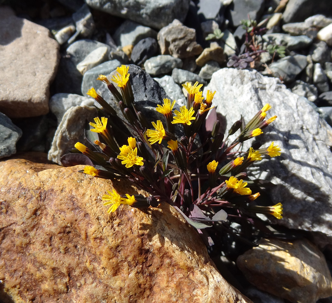 Image of Crepis jacutica specimen.