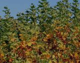 Platanus × acerifolia. Побеги верхней части кроны. Германия, г. Krefeld, ботанический сад. 21.10.2012.