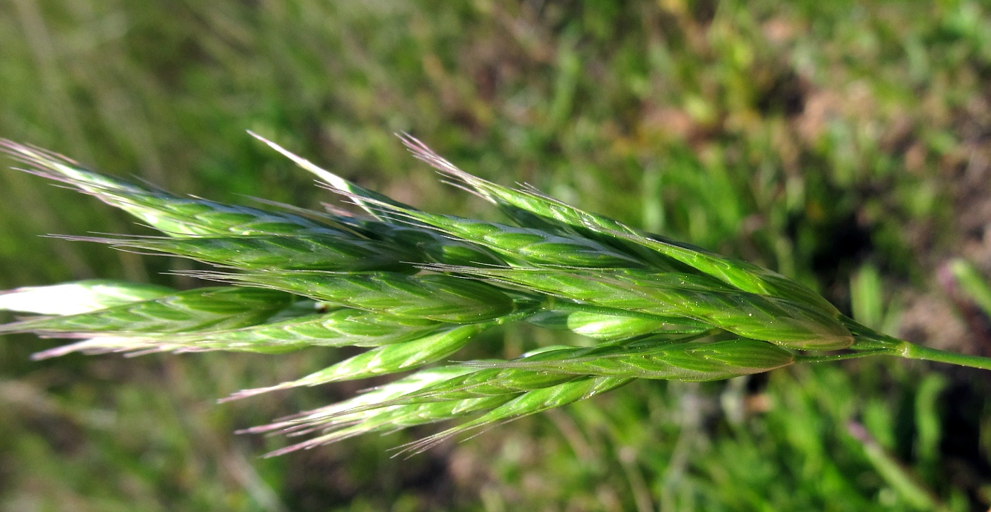 Image of Bromus hordeaceus specimen.