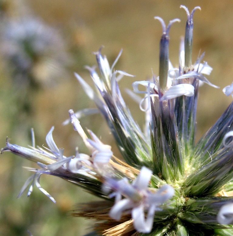 Изображение особи Echinops ritrodes.