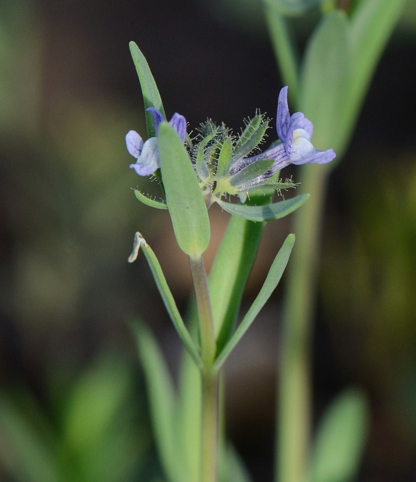 Изображение особи Linaria micrantha.