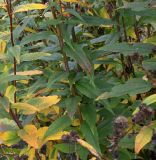 Helianthus grosseserratus. Листья в средней части растения. Германия, г. Krefeld, ботанический сад. 21.10.2012.