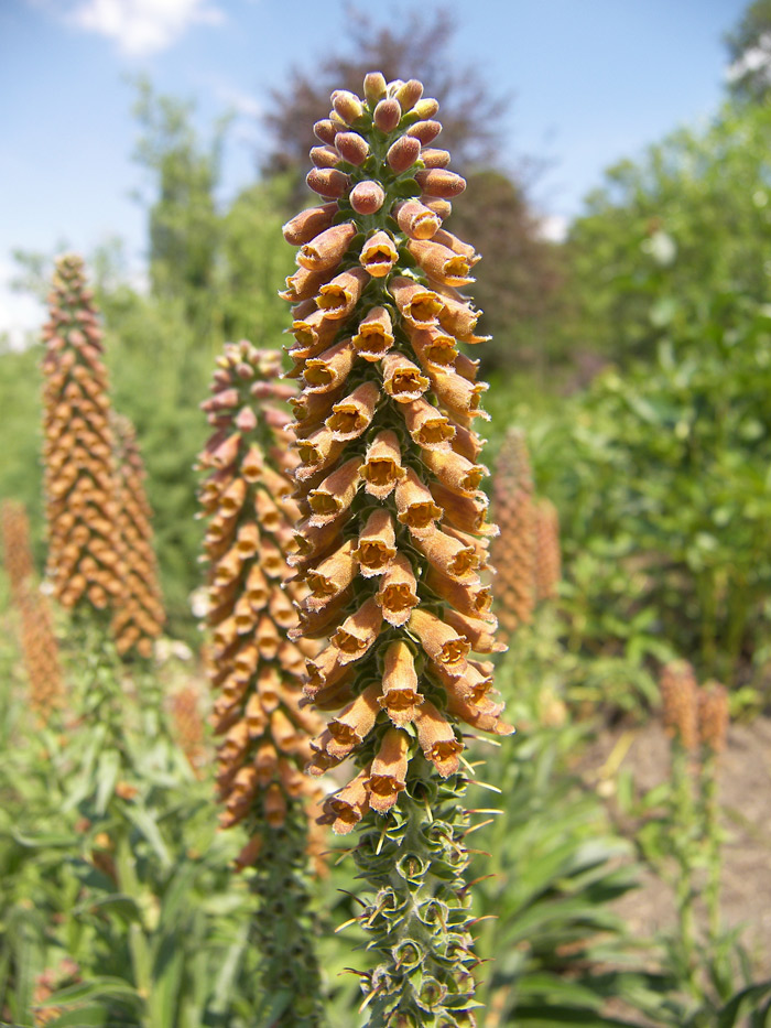 Изображение особи Digitalis parviflora.