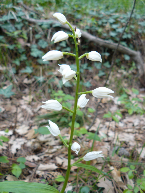 Image of Cephalanthera longifolia specimen.