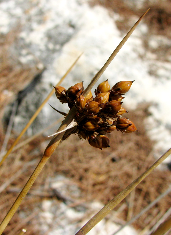 Изображение особи Juncus acutus.