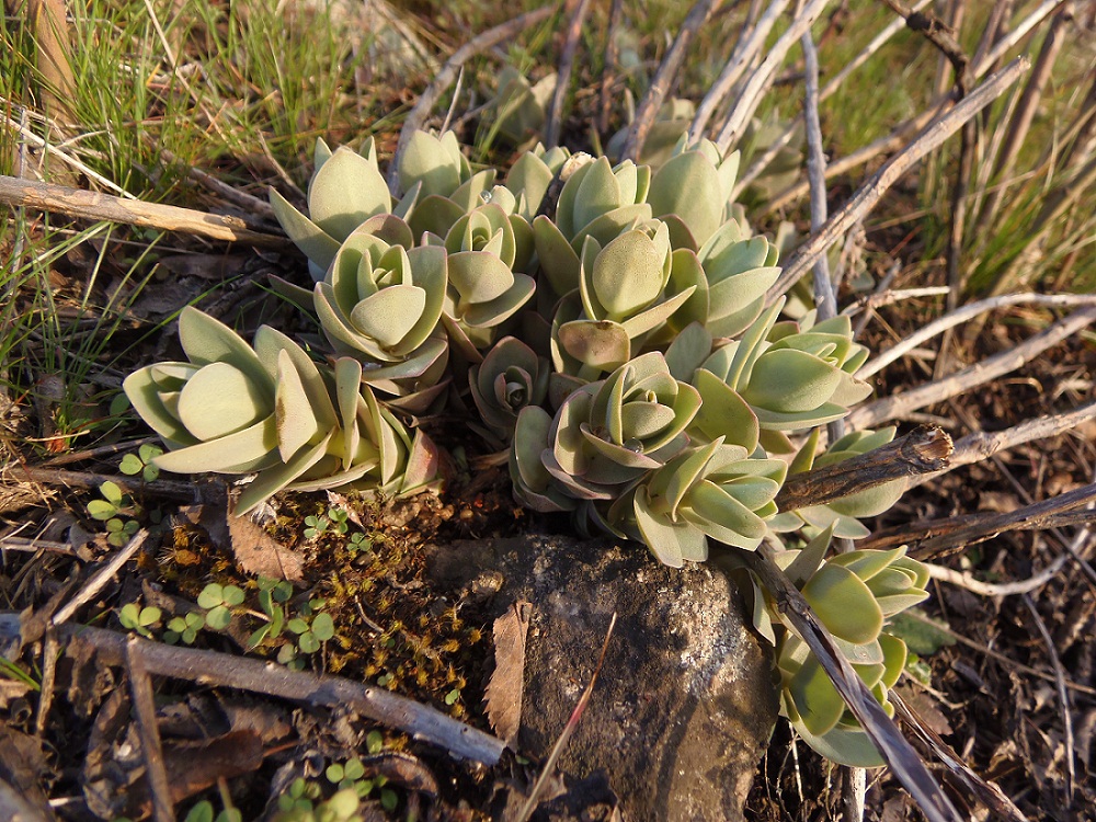 Image of Hylotelephium stepposum specimen.