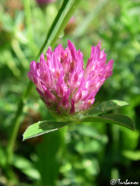 Image of Trifolium pratense specimen.