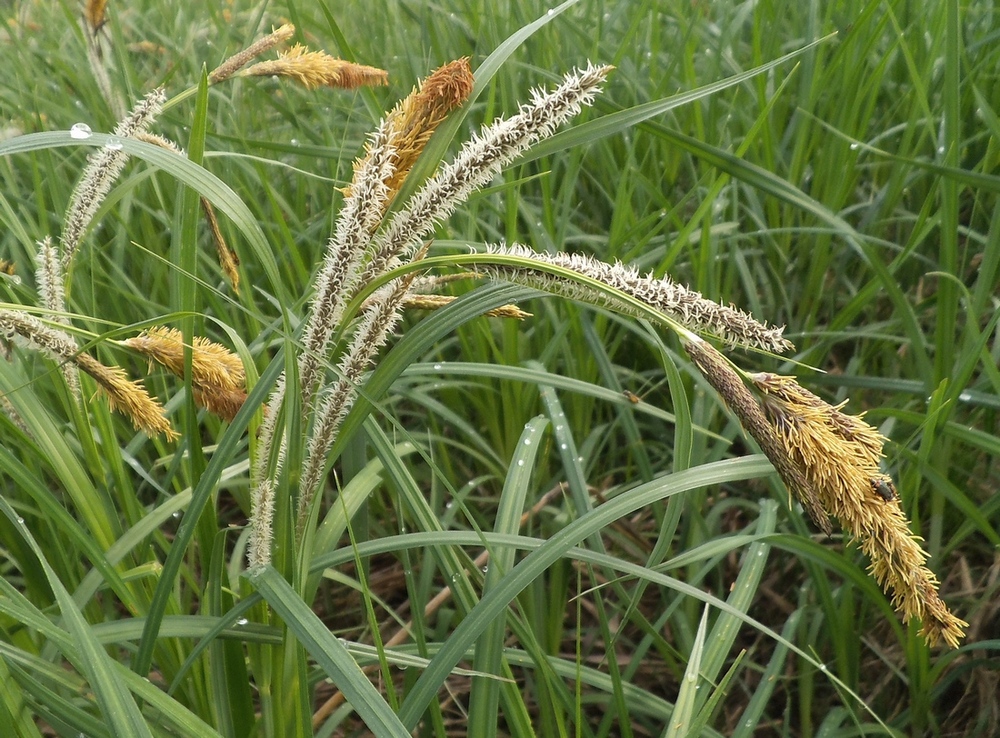 Изображение особи Carex acuta.