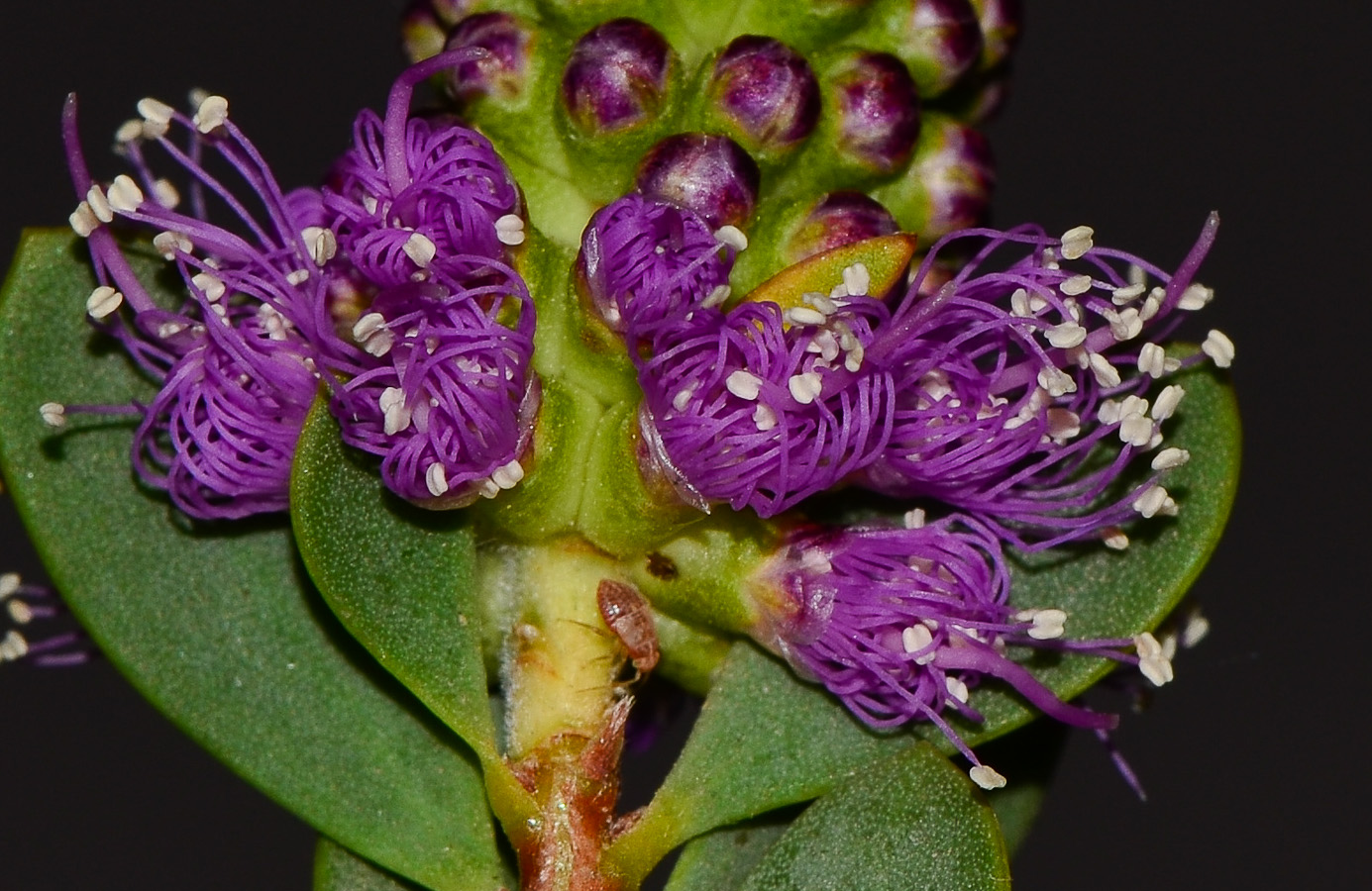 Image of Melaleuca nesophila specimen.