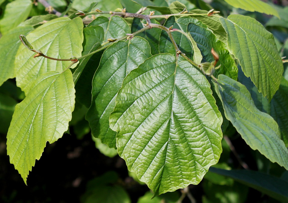 Image of Hamamelis virginiana specimen.