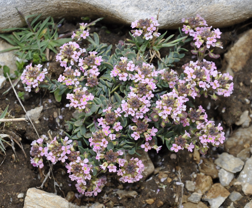 Изображение особи Aethionema saxatile ssp. oreophilum.