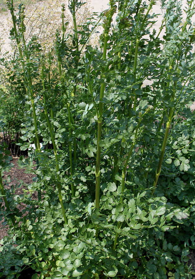 Image of genus Thalictrum specimen.